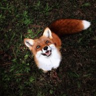 Rosy_fox