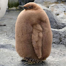 bubunga