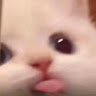 Stary cat
