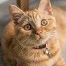 Meowmixx
