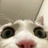 greetfella