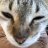 meowyyyyyyaaa