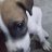 copito