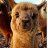 AlpacaBearV