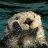 otter