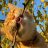 Aicel